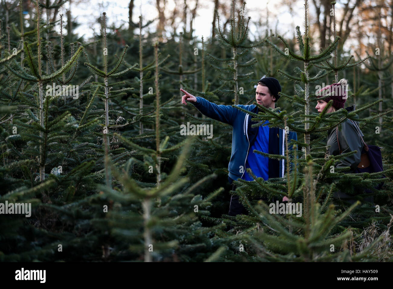 Pick your own christmas tree hires stock photography and images Alamy