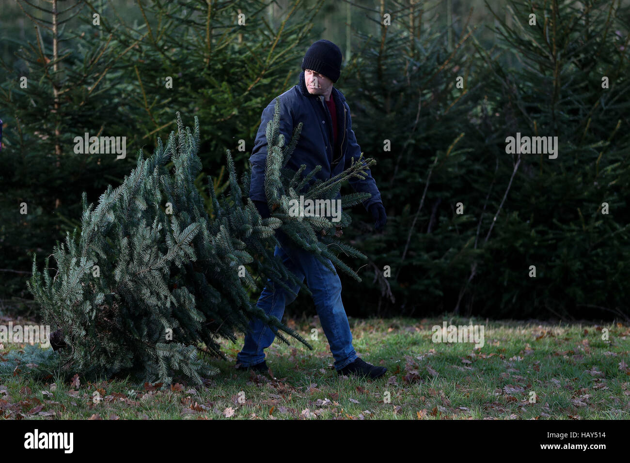 A man carries his own Christmas tree after having it cut on Wylds Farm