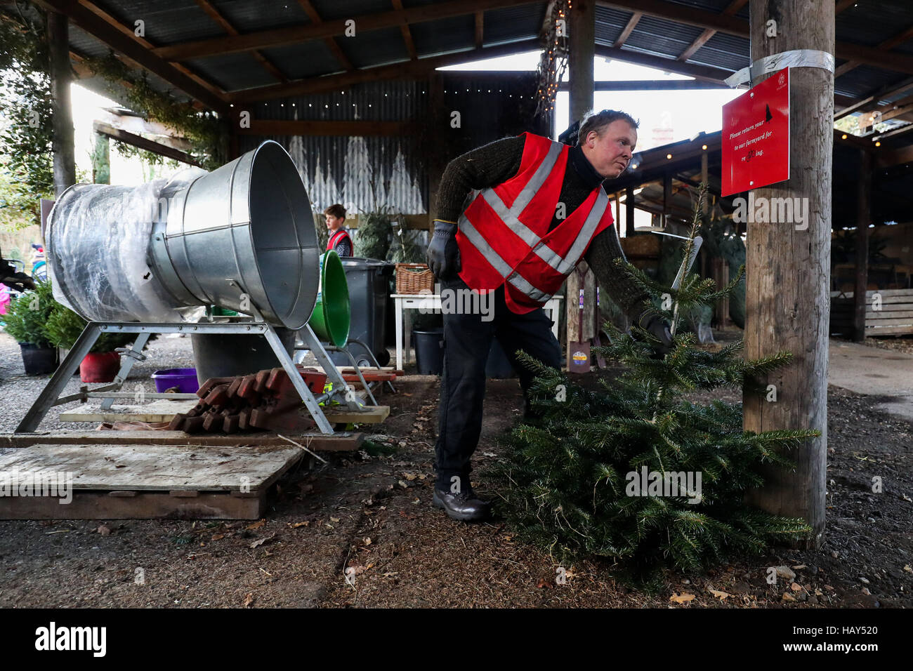A Christmas tree is measured for it's height before netting on Wylds Farm near to Liss in Hampshire, where members of the public can come to choose and cut their own Christmas tree. Stock Photo