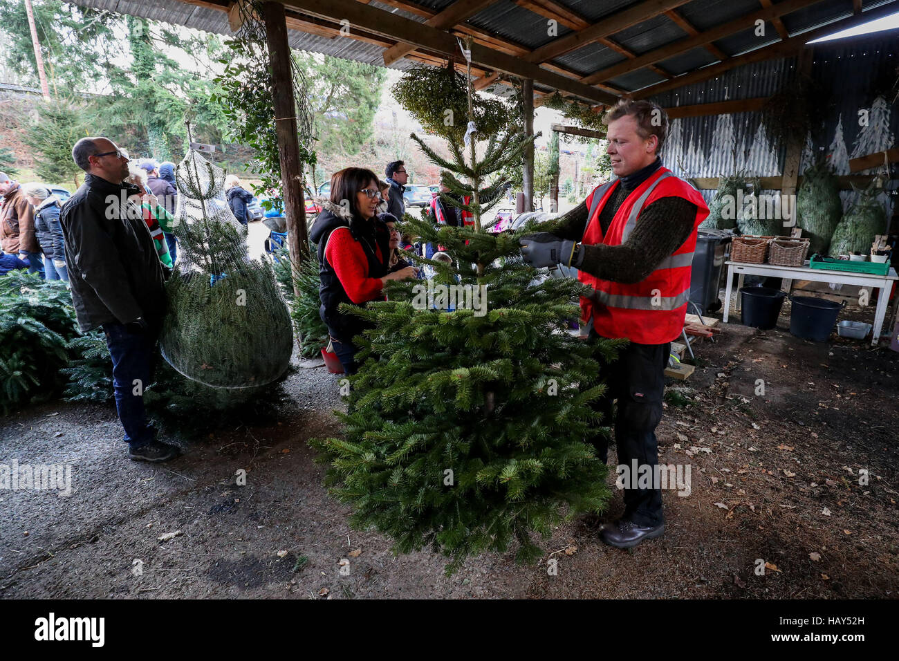 A Christmas tree is measured for it's height before netting on Wylds