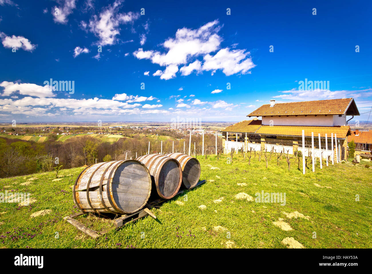 Vineyard hill landscape and wine barrels view, Ludbreg, Croatia Stock Photo
