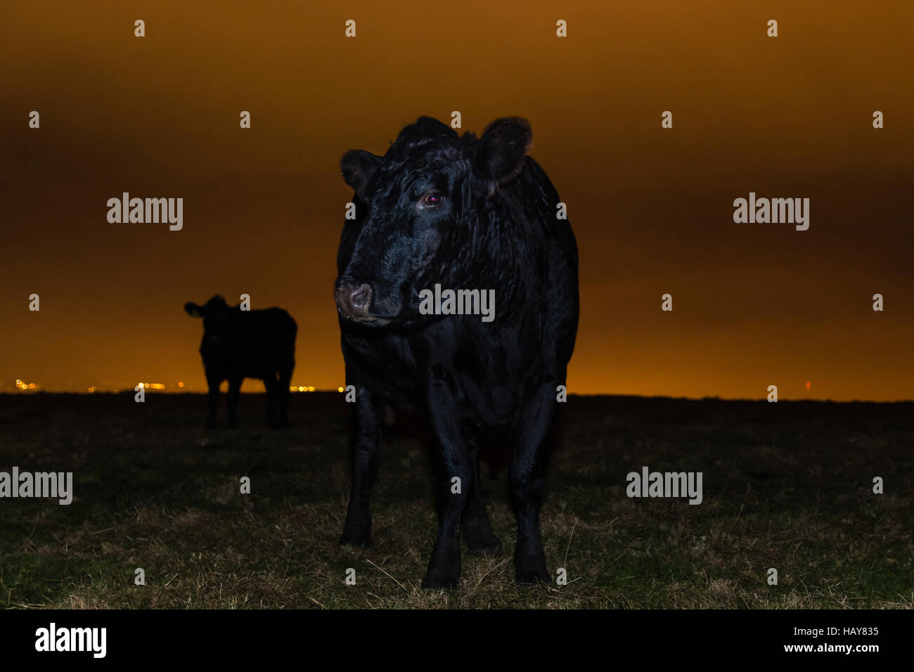 Cow defending calf at night in front of city lights. Black cattle on English countryside hill with mother protecting offspring Stock Photo