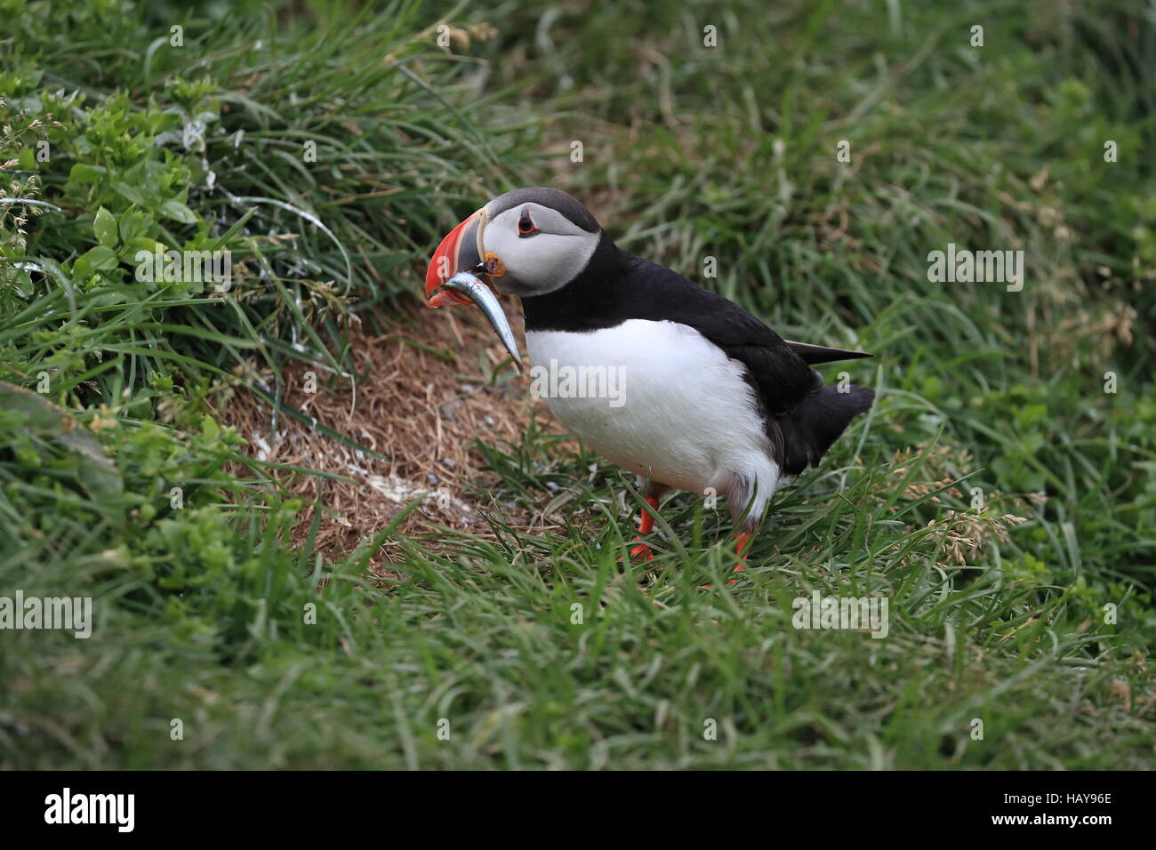 Atlantic Puffin with fish in mouth Iceland Stock Photo