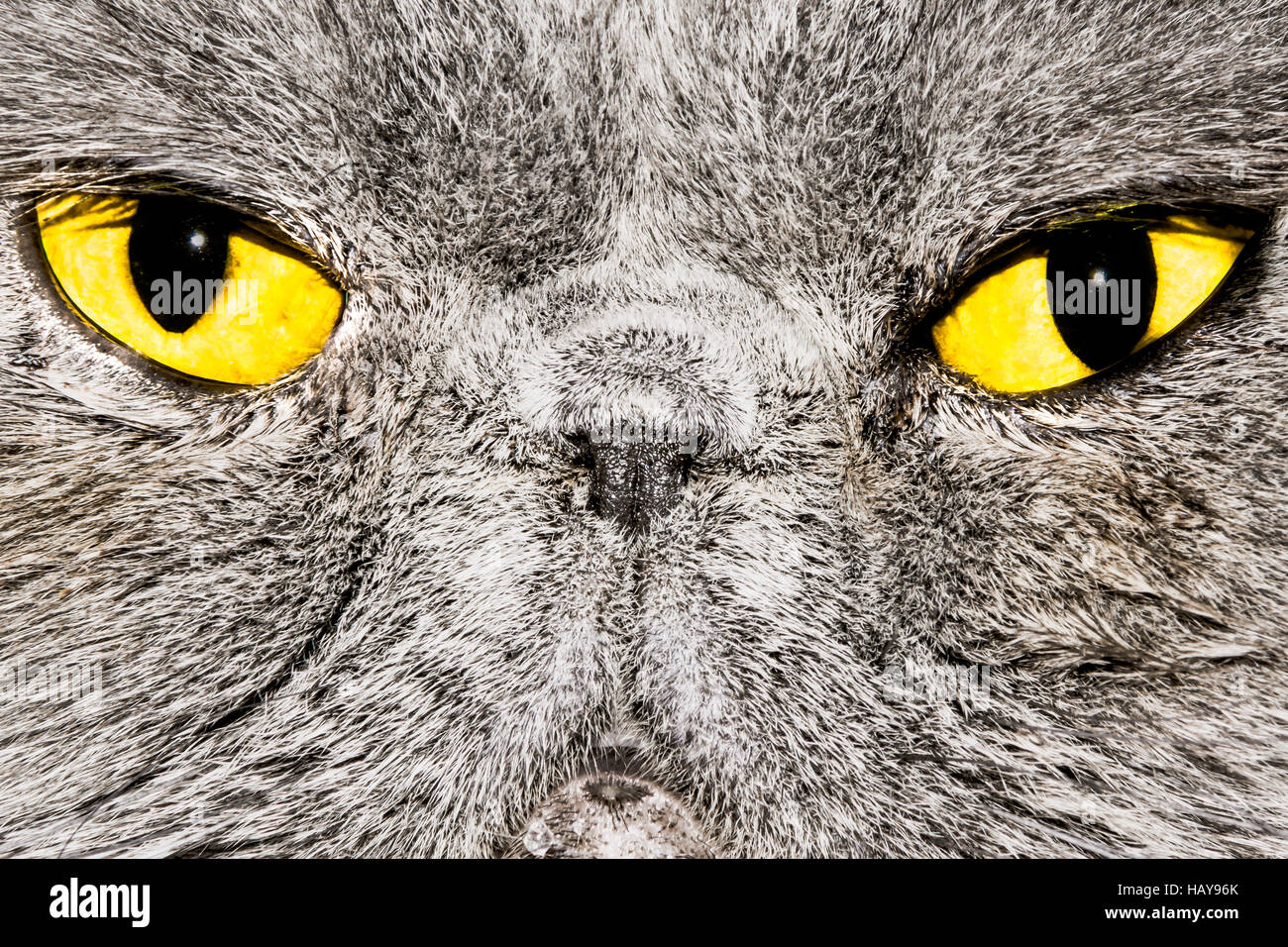 Cat reflex hires stock photography and images Alamy