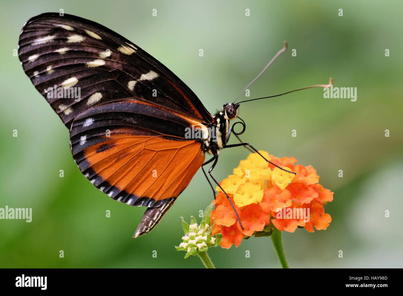 doris longwing butterfly Stock Photo