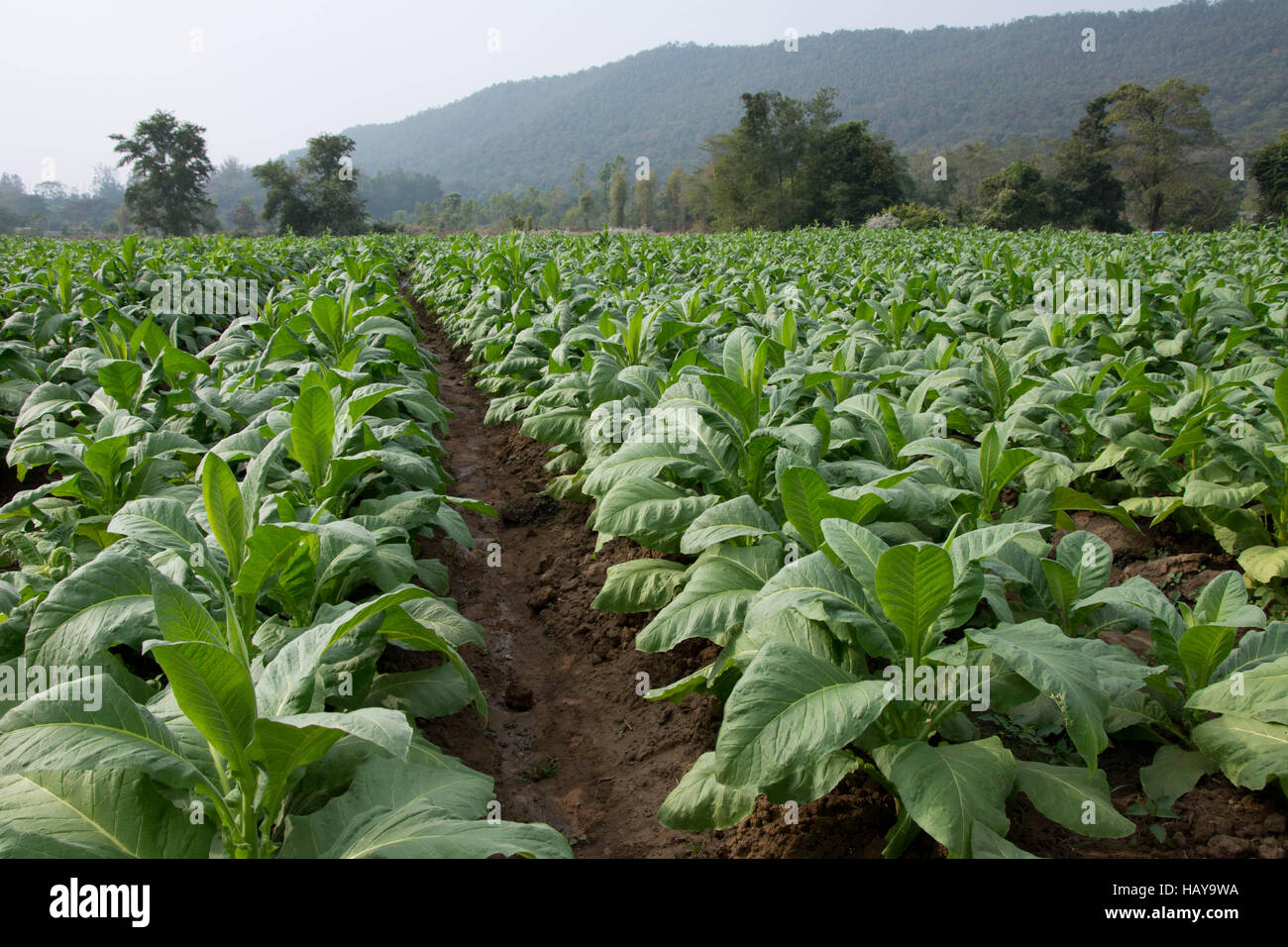 Tobacco Plant, Mae Rim, Chiang Mai ,Thailand Stock Photo