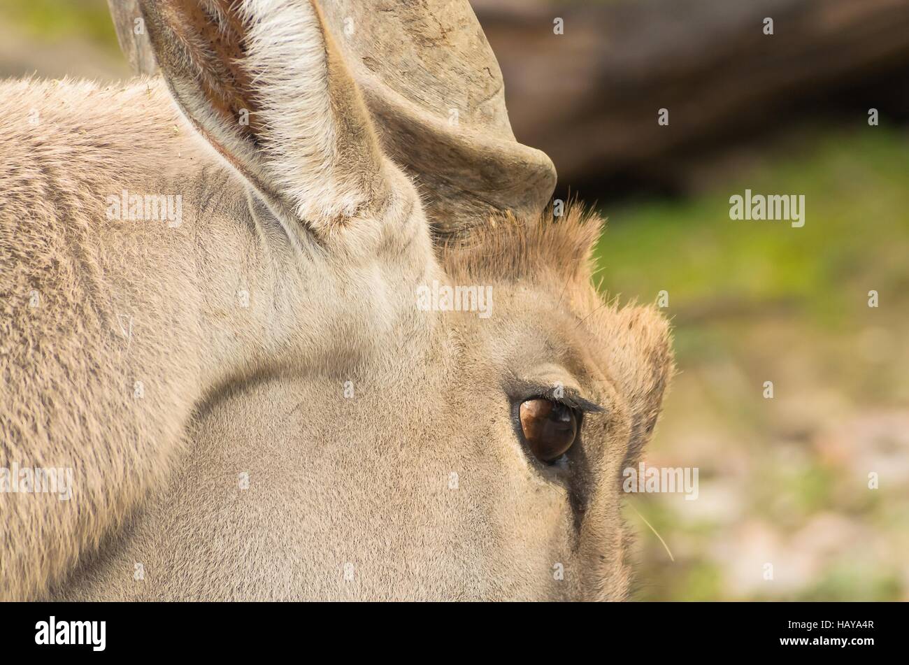 Bock Stock Photo