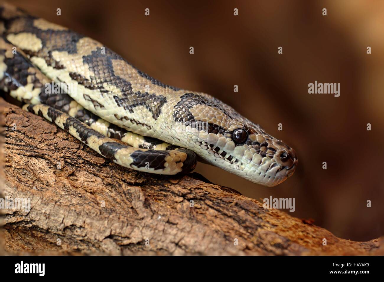 Morelia spilota Stock Photo