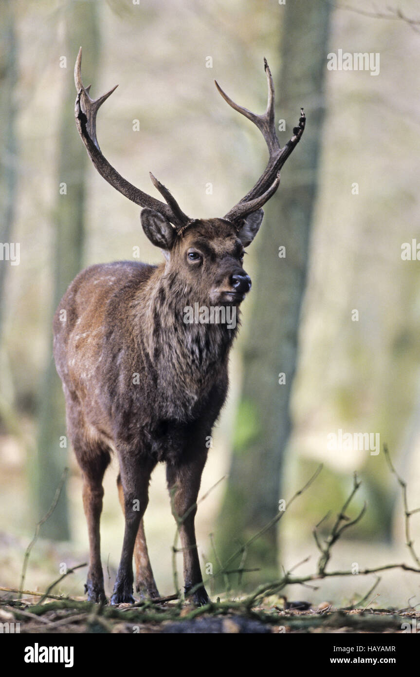 Dybowski Sika Deer stag in late fall Stock Photo