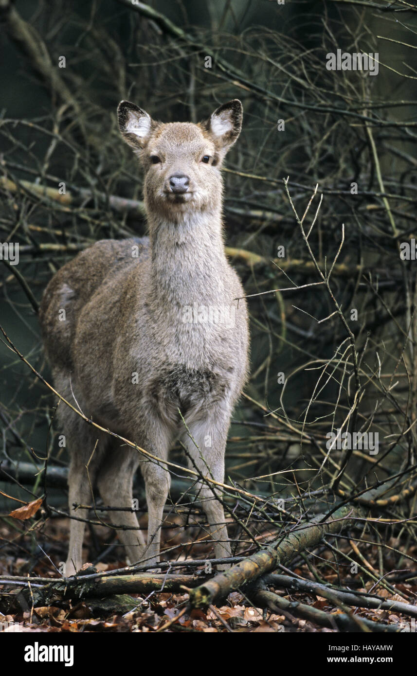 Dybowski Sika Deer fawn in winter pelage Stock Photo