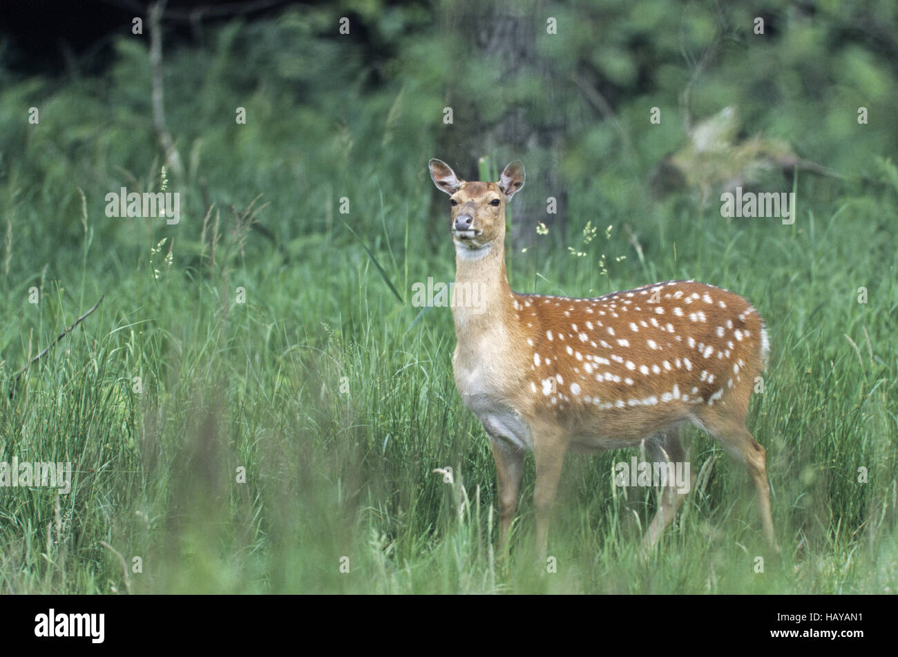 Dybowski Sika Deer hind in summer pelage Stock Photo