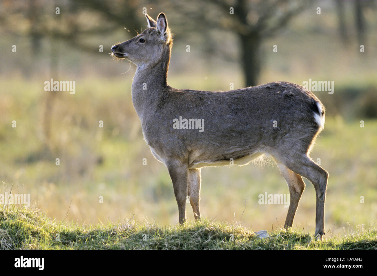 Dybowski Sika Deer hind in winter pelage Stock Photo