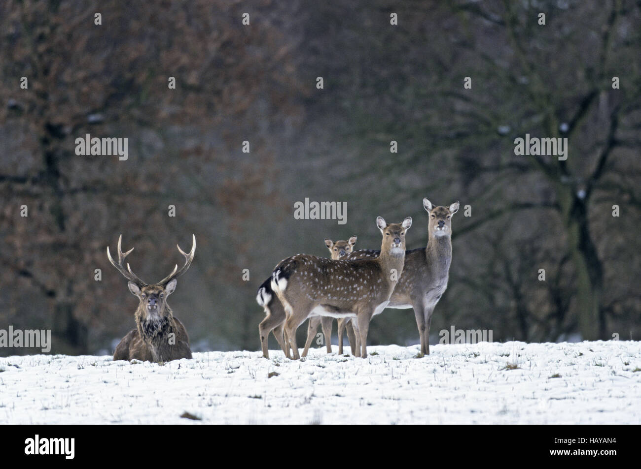Sika Deer stag, hinds and calf in winter Stock Photo