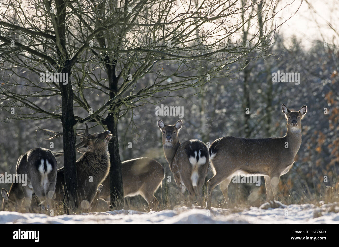 Dybowski Sika Deer stag and hinds in winter Stock Photo