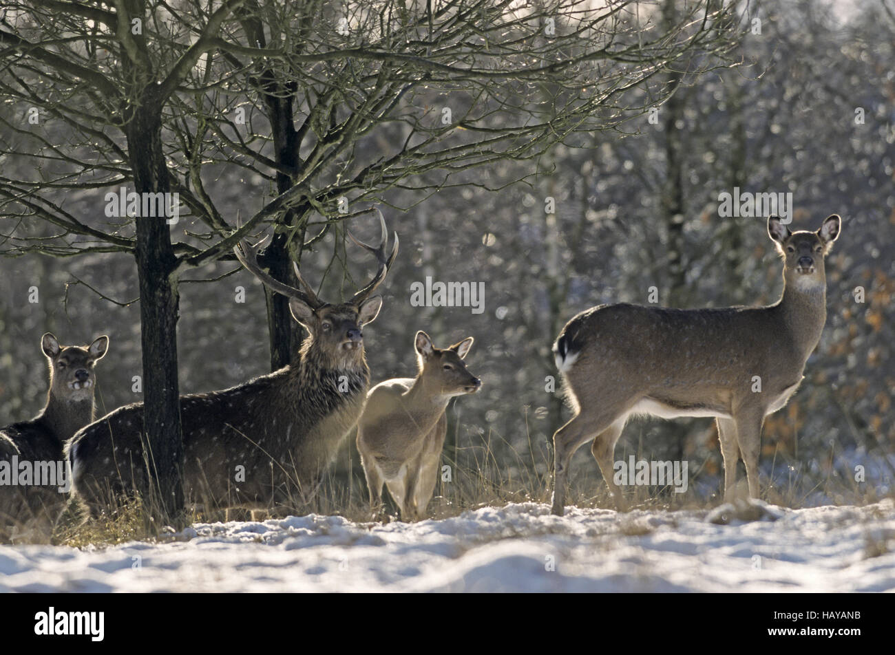 Dybowski Sika Deer stag and hinds in winter Stock Photo