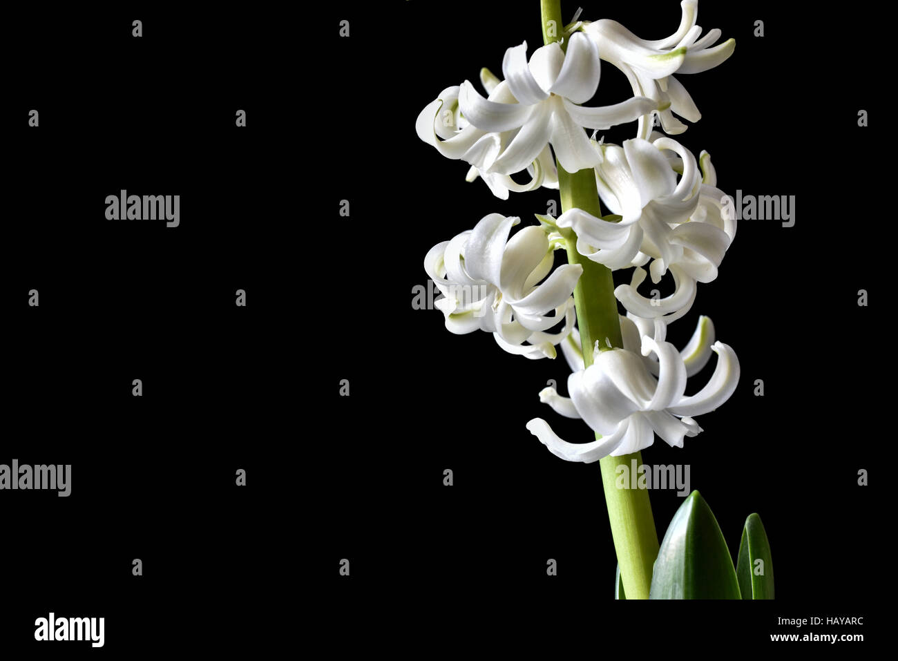 Tender white flowers of hyacinth on a deep black background Stock Photo