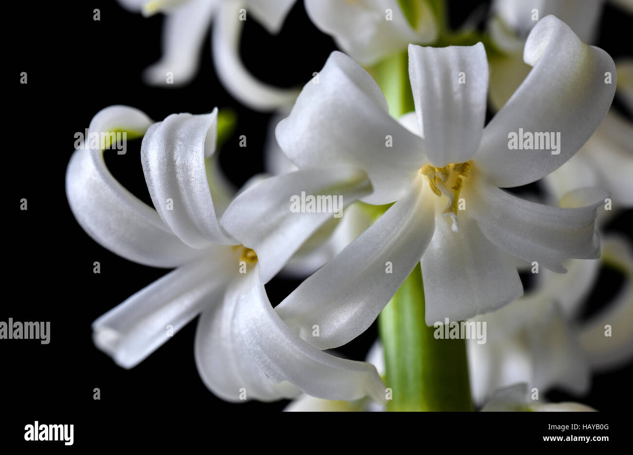 Tender white flowers of hyacinth on a deep black background Stock Photo