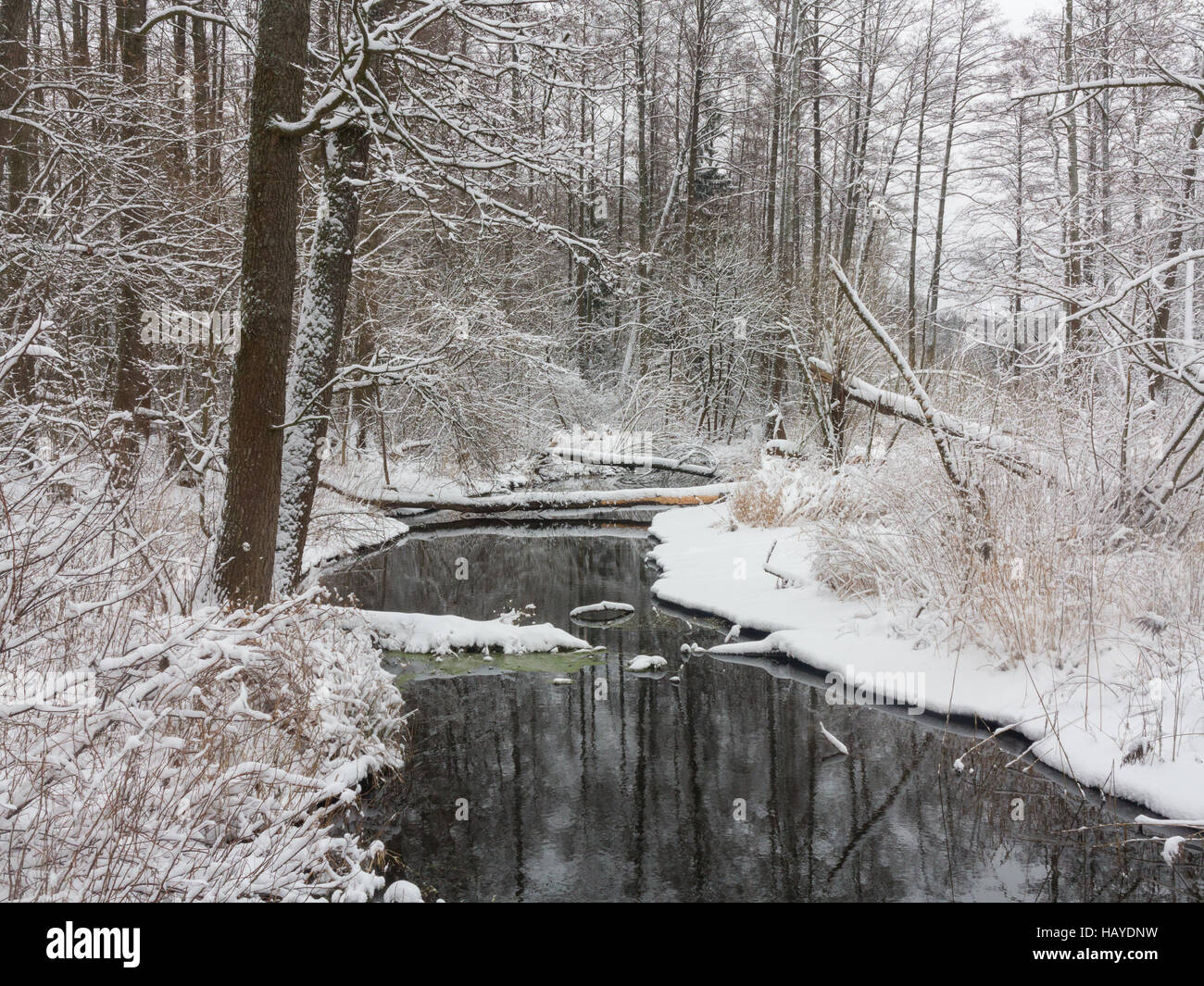 Winter cloudy day by forest river with fresh snow, Bialowieza Forest, Poland, Europe Stock Photo