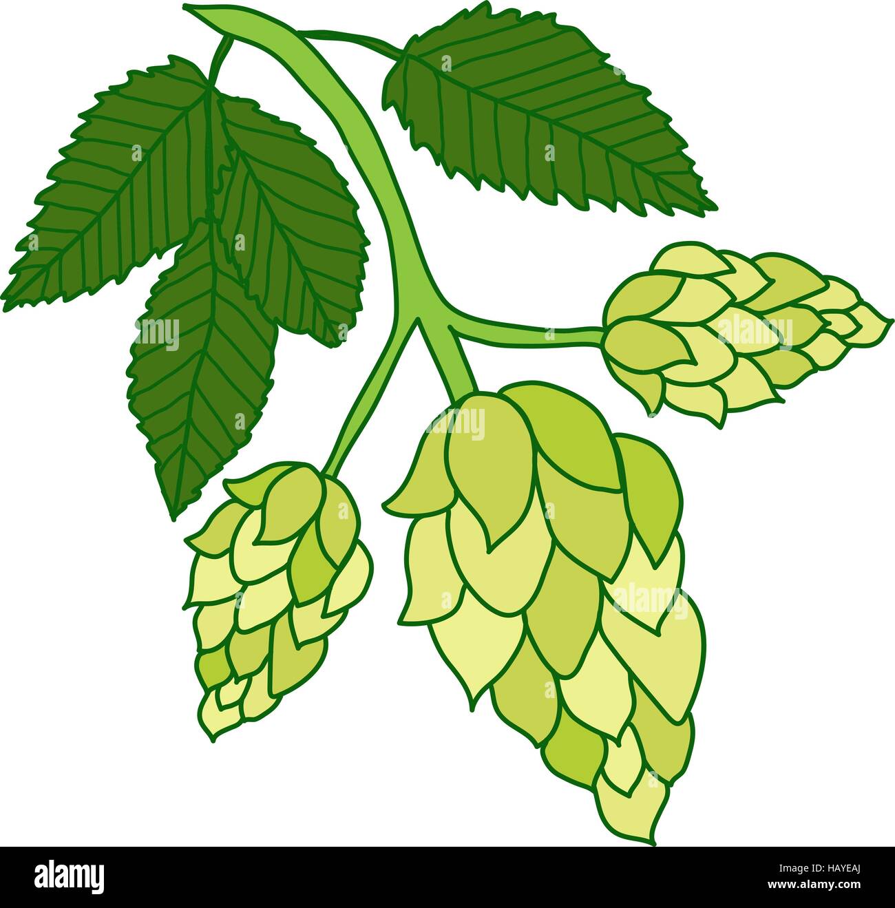 Hops plant isolated on white background, hand drawing style. Vector  illustration Stock Vector Image & Art - Alamy