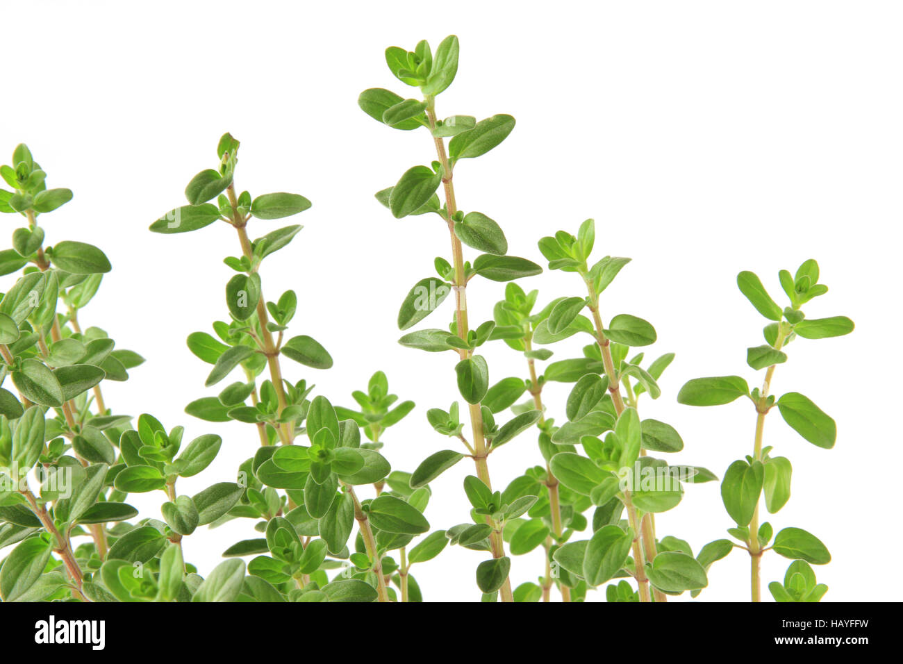 Marjoram (Origanum majorana Stock Photo Alamy