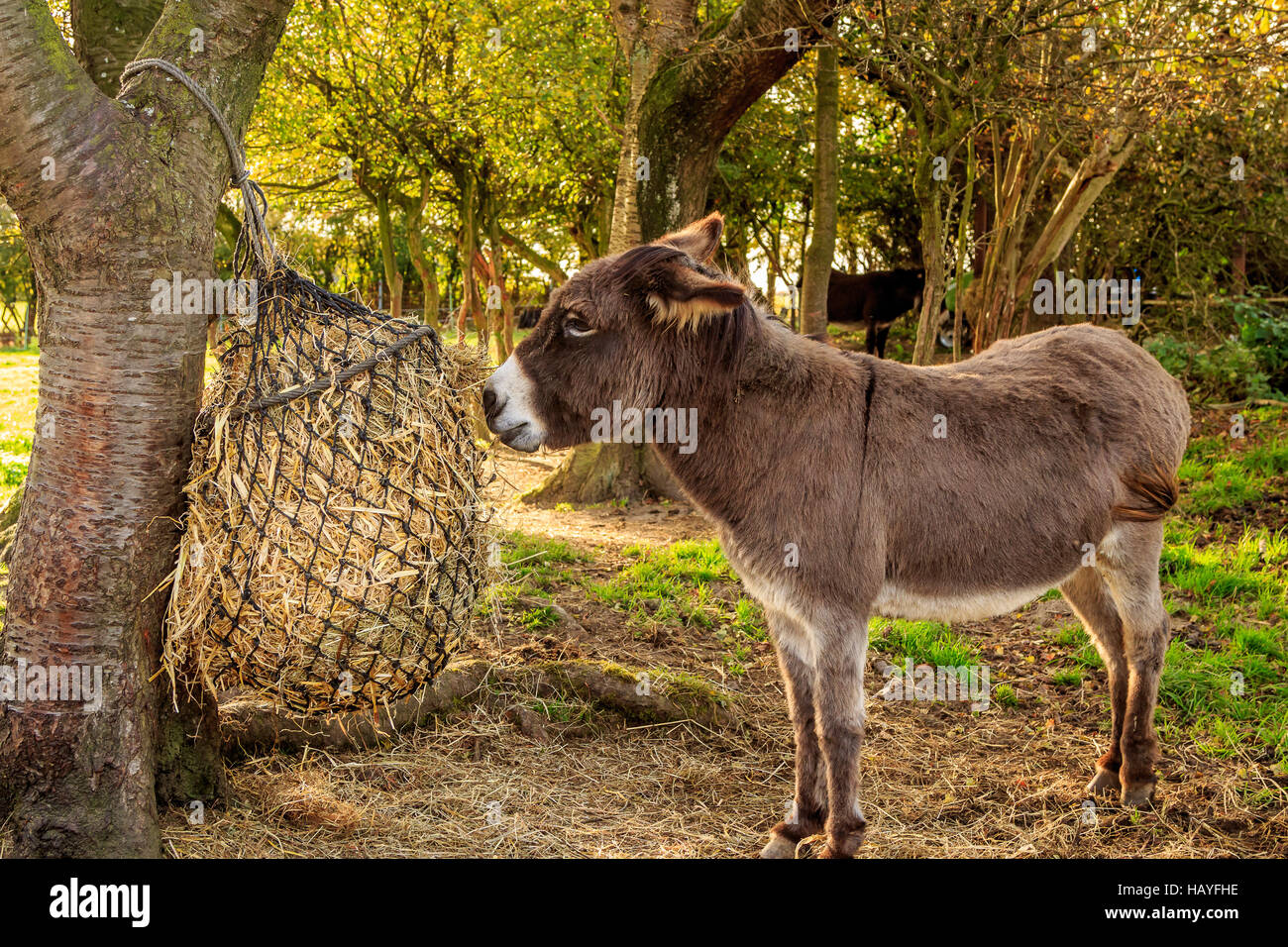 Little grey donkey Stock Photo