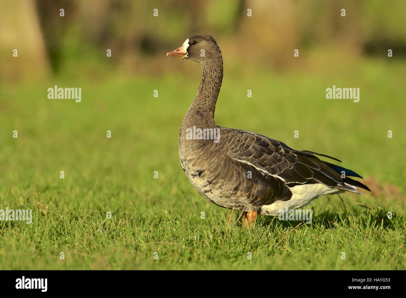 Greater-White Fronted Geese Stock Photo