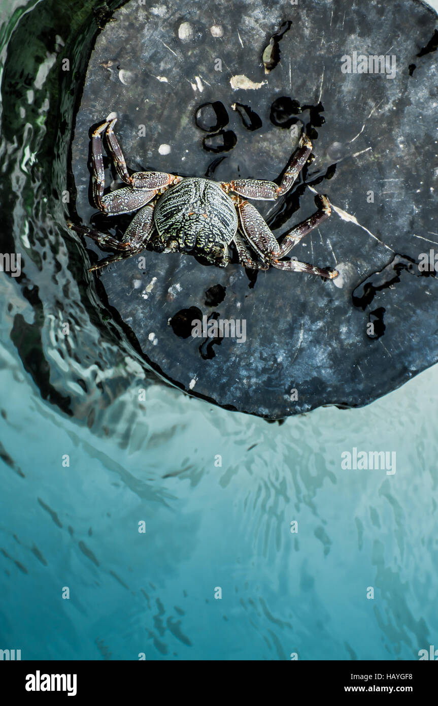 Crab on Log Stock Photo