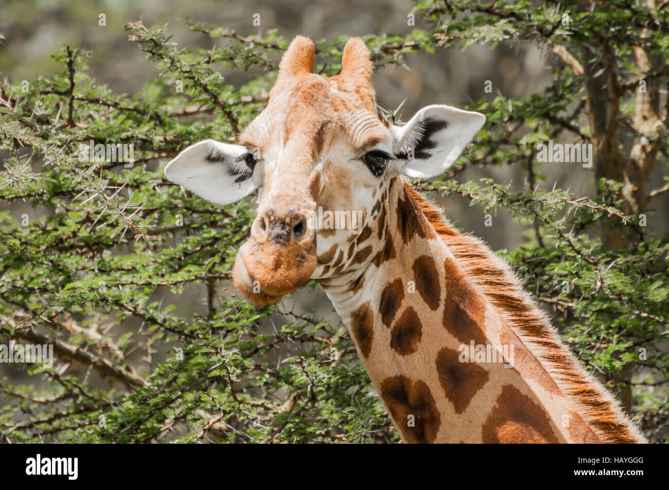 Giraffe thorns hires stock photography and images Alamy