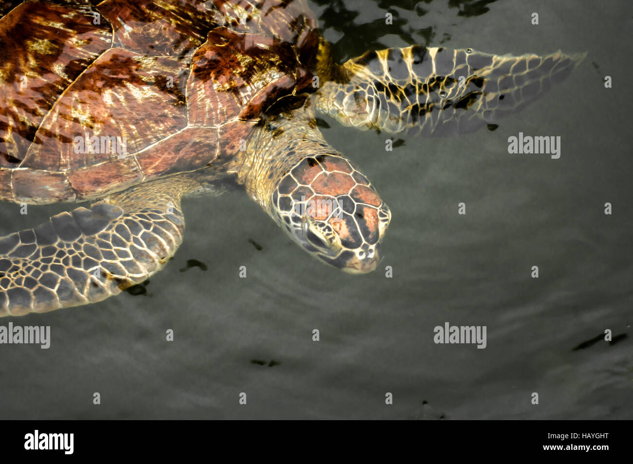 Green Sea Turtle Stock Photo