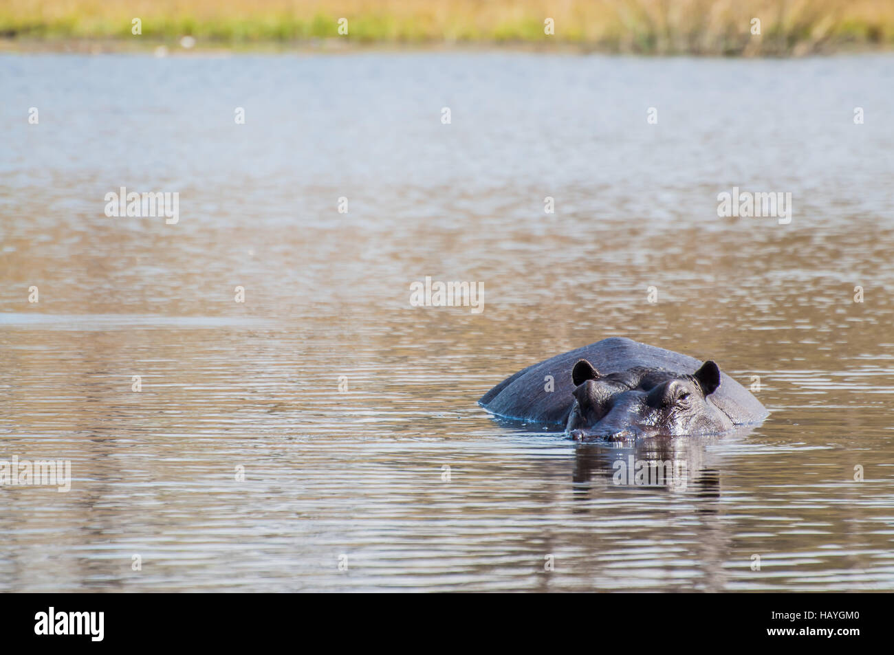 Hippo in the Water Stock Photo