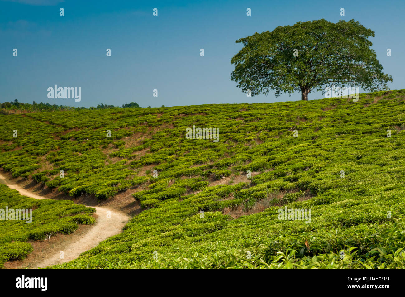 Lone tree tea plantation hi-res stock photography and images - Alamy