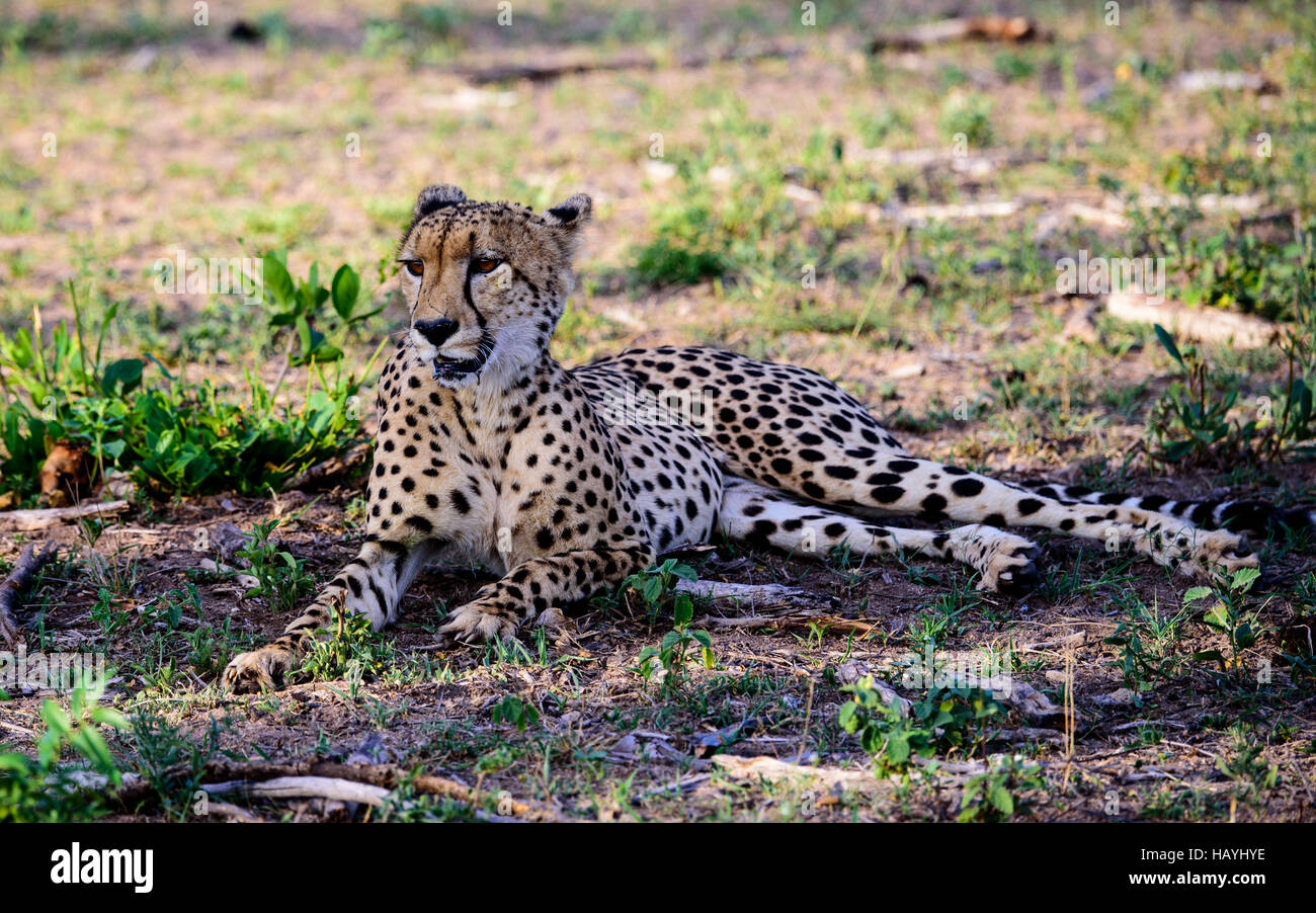 Cheetah laying down in the bush Stock Photo
