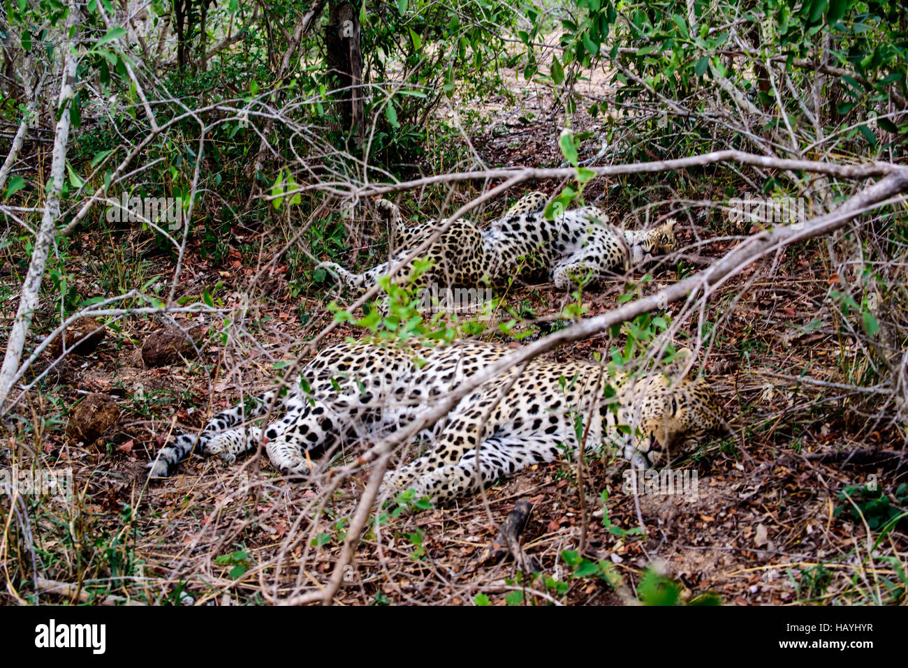 Male and female leopards hiding in the bush Stock Photo
