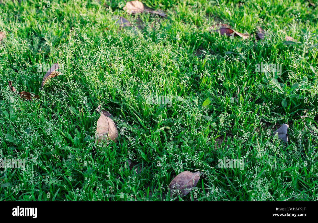 Autumn dry leaves on green grass field, view from above Stock Photo - Alamy