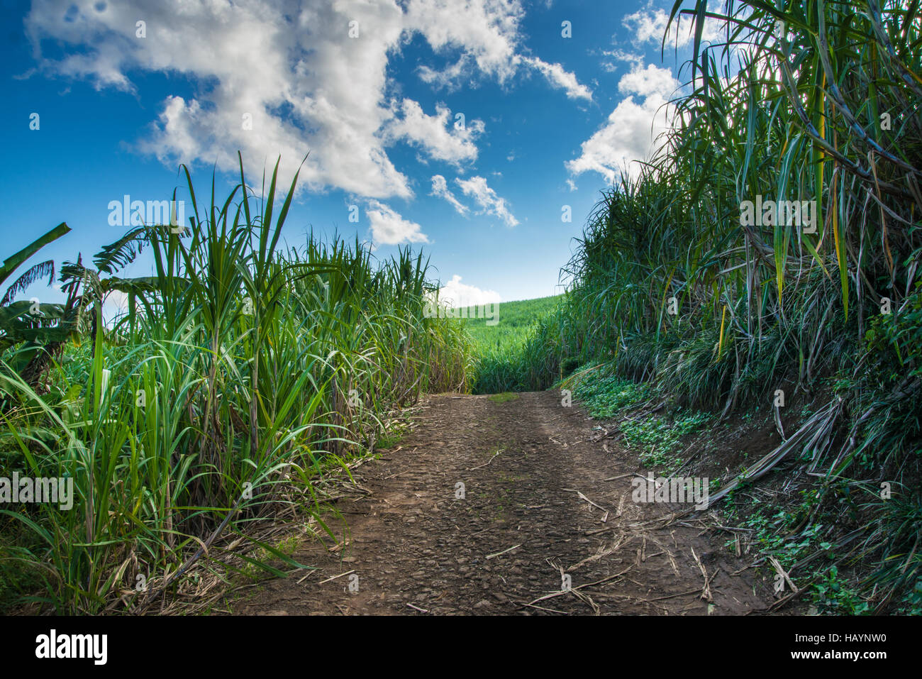 Sugar cane, Mauritius Stock Photo