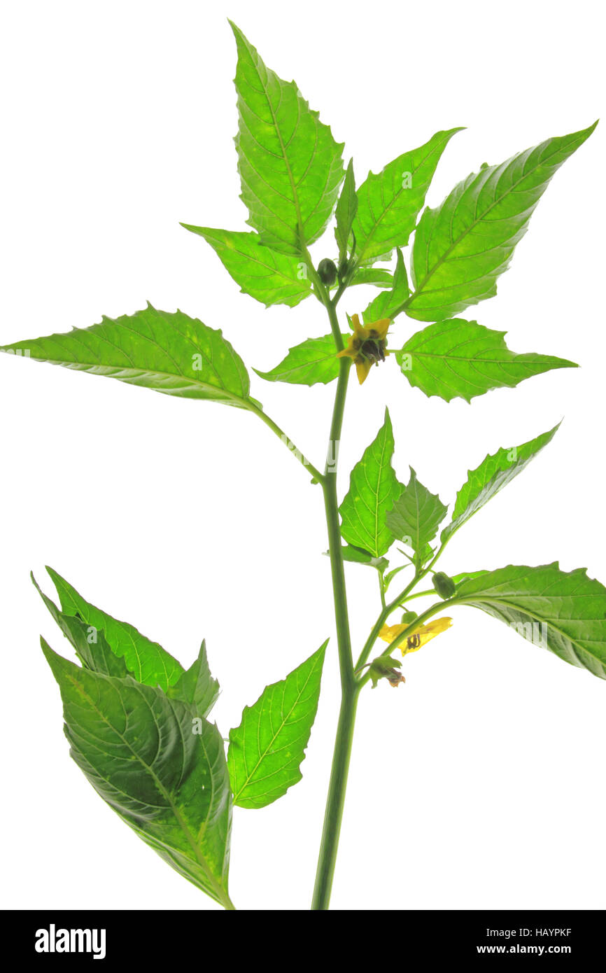 Tomatillo (Physalis philadelphica) Stock Photo