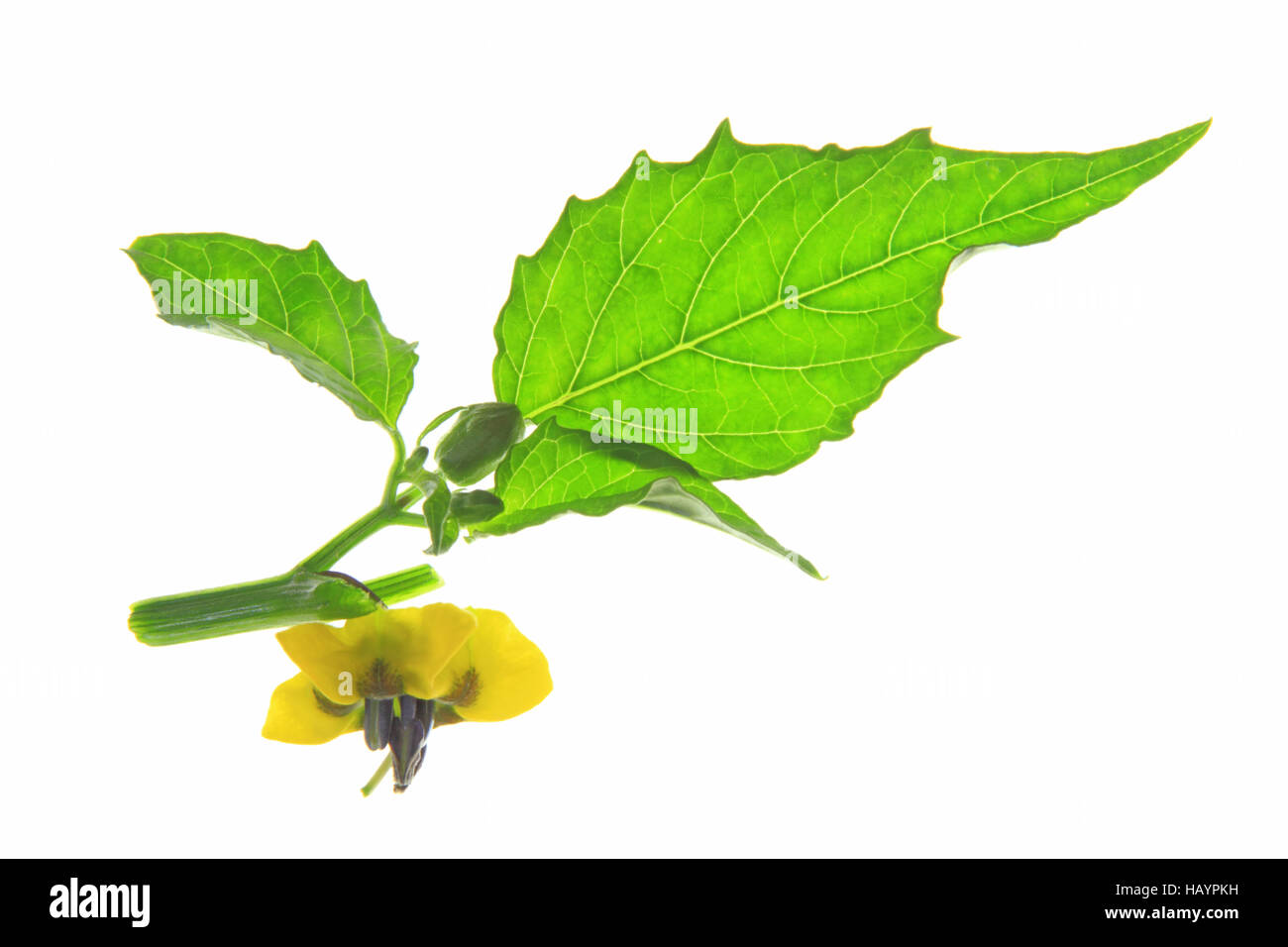 Tomatillo (Physalis philadelphica) Stock Photo