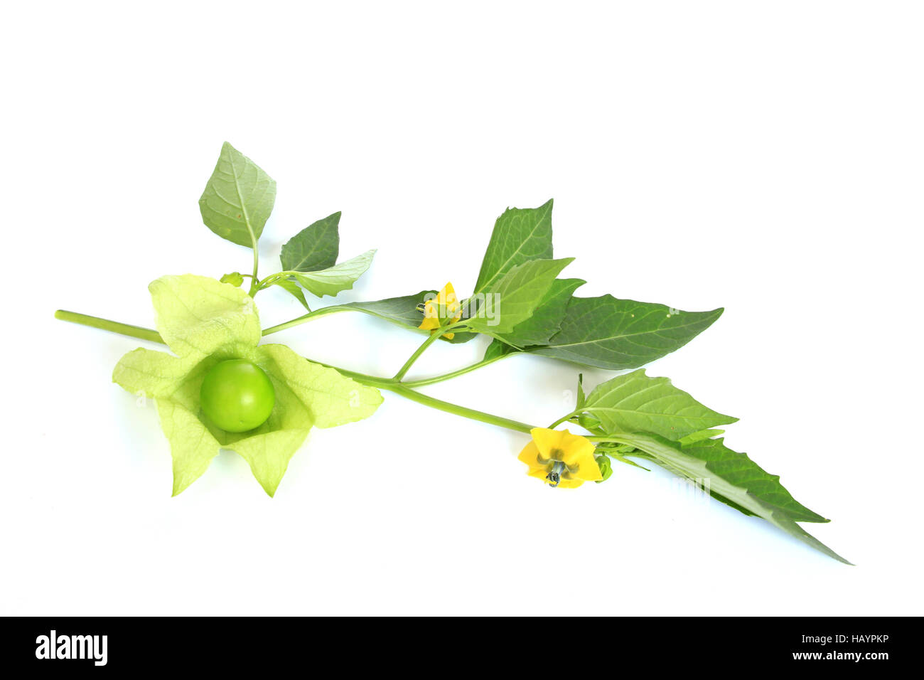 Tomatillo (Physalis philadelphica) Stock Photo