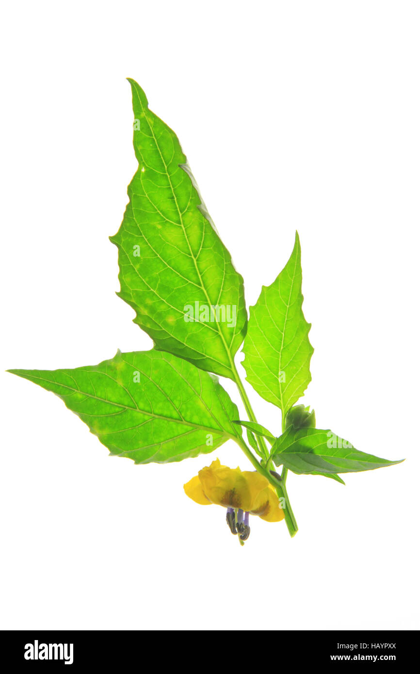 Tomatillo (Physalis philadelphica) Stock Photo