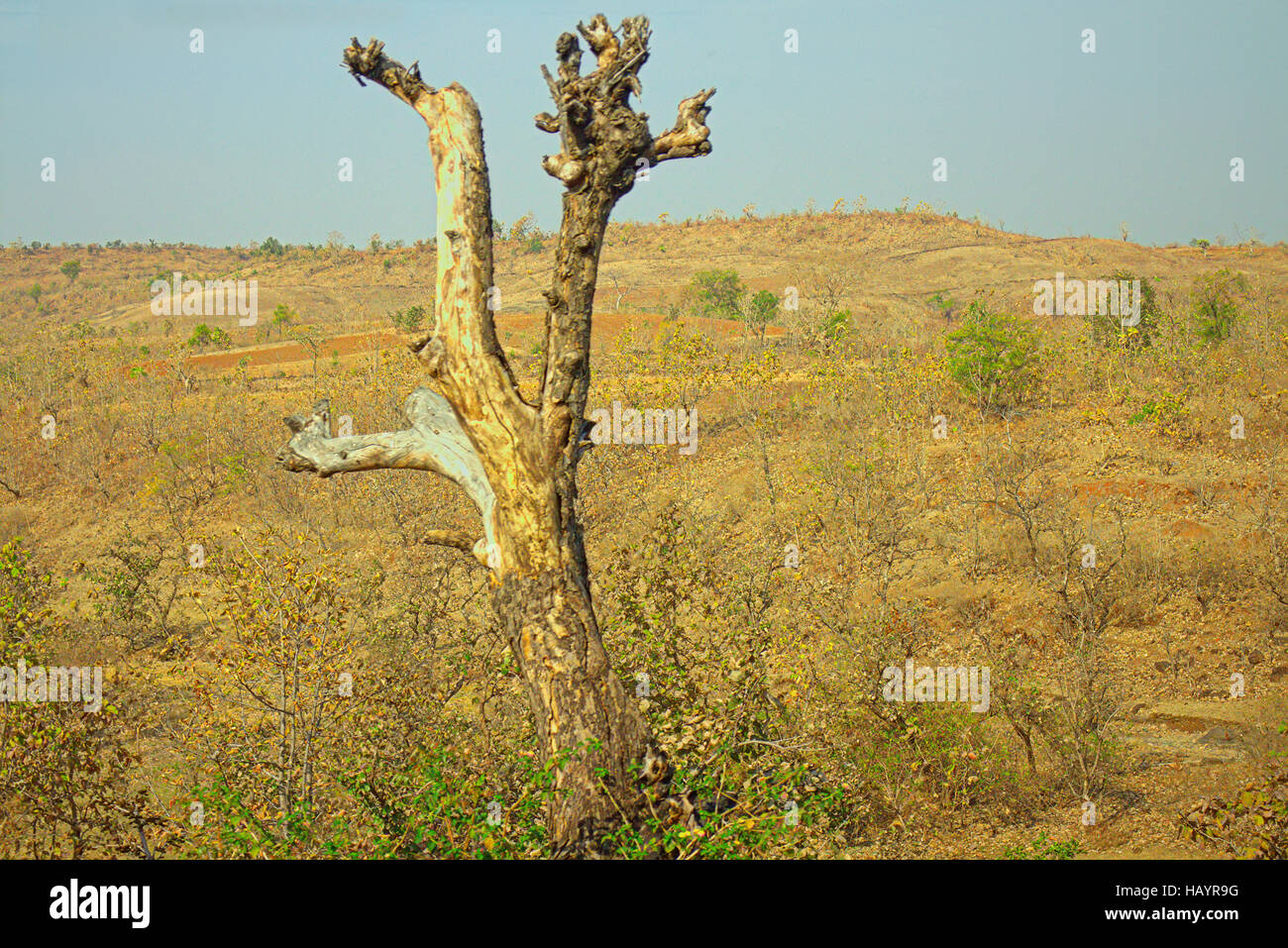 The area in district Nagpur, Maharashtra. India. Dry foothills with