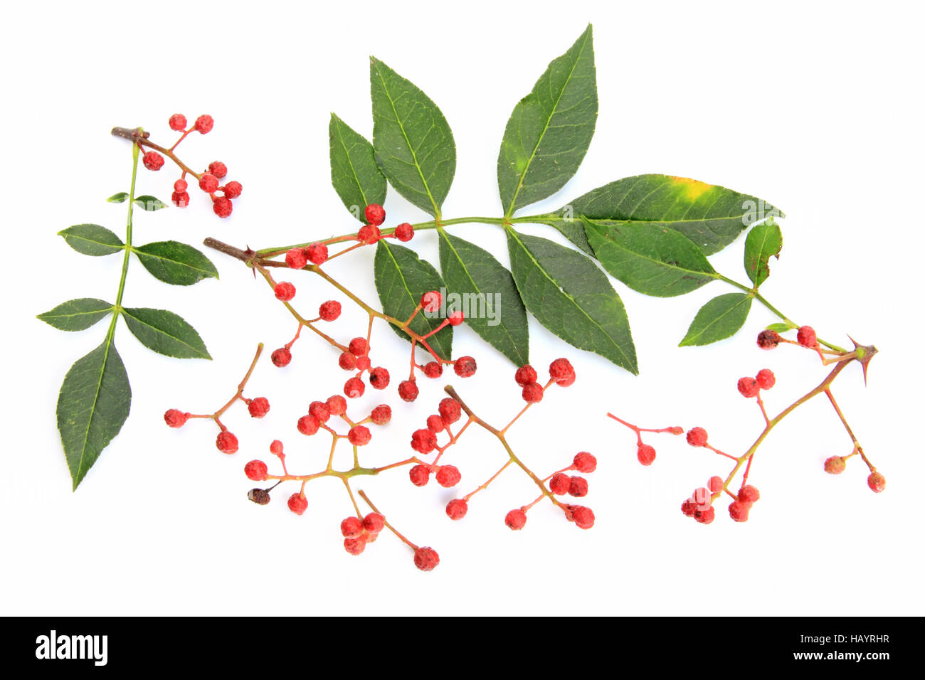 Szechuan pepper (Zanthoxylum piperitum) Stock Photo