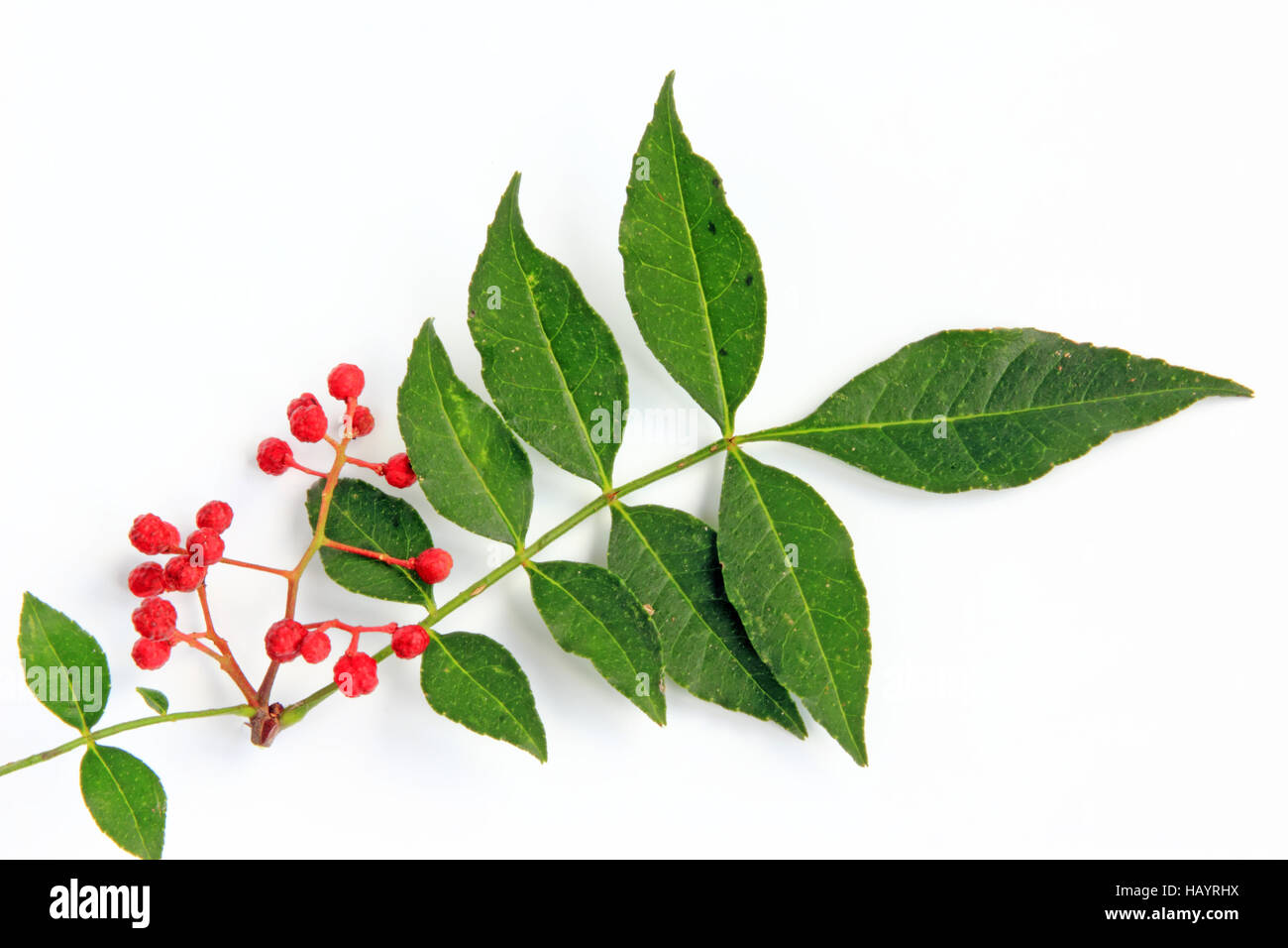 Szechuan pepper (Zanthoxylum piperitum) Stock Photo