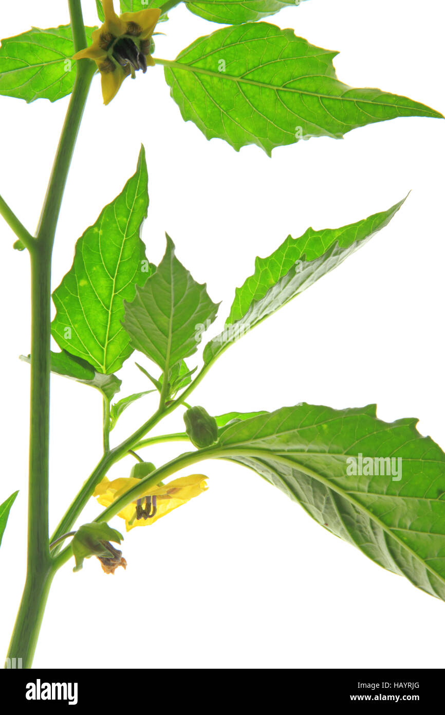 Tomatillo (Physalis philadelphica) Stock Photo