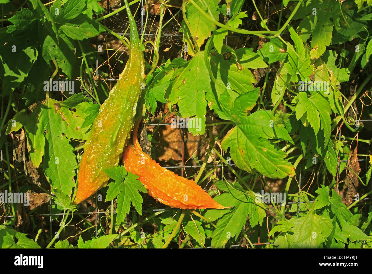 Bitter melon (Momordica charantia) Stock Photo