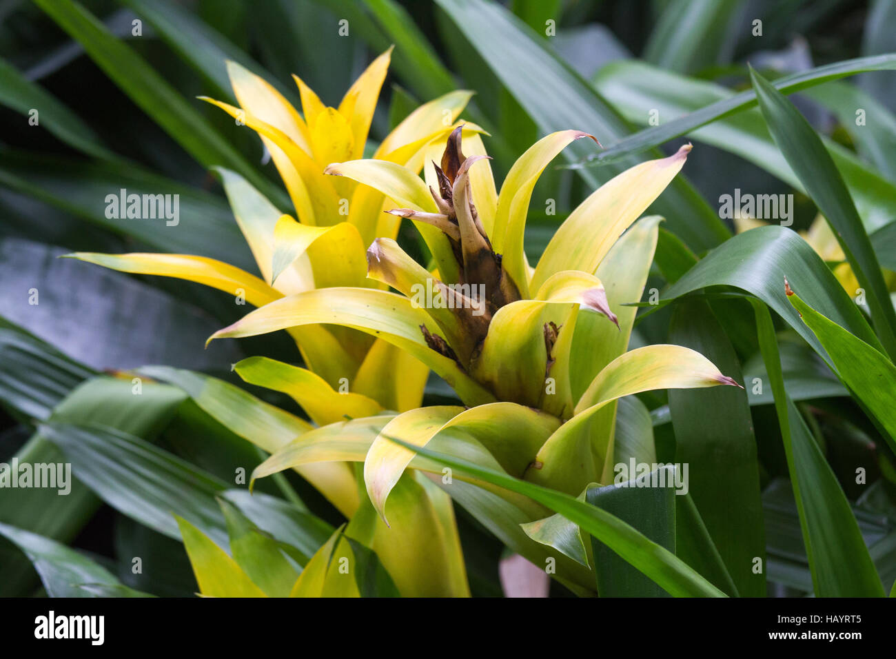1708 hi-res stock photography and images - Alamy