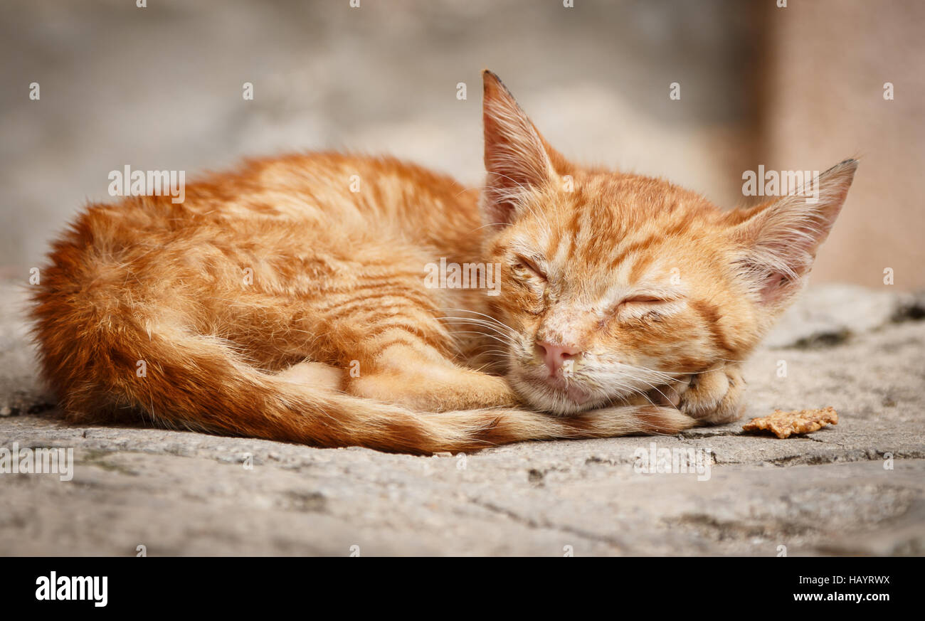 Abandoned sleeping cat Stock Photo