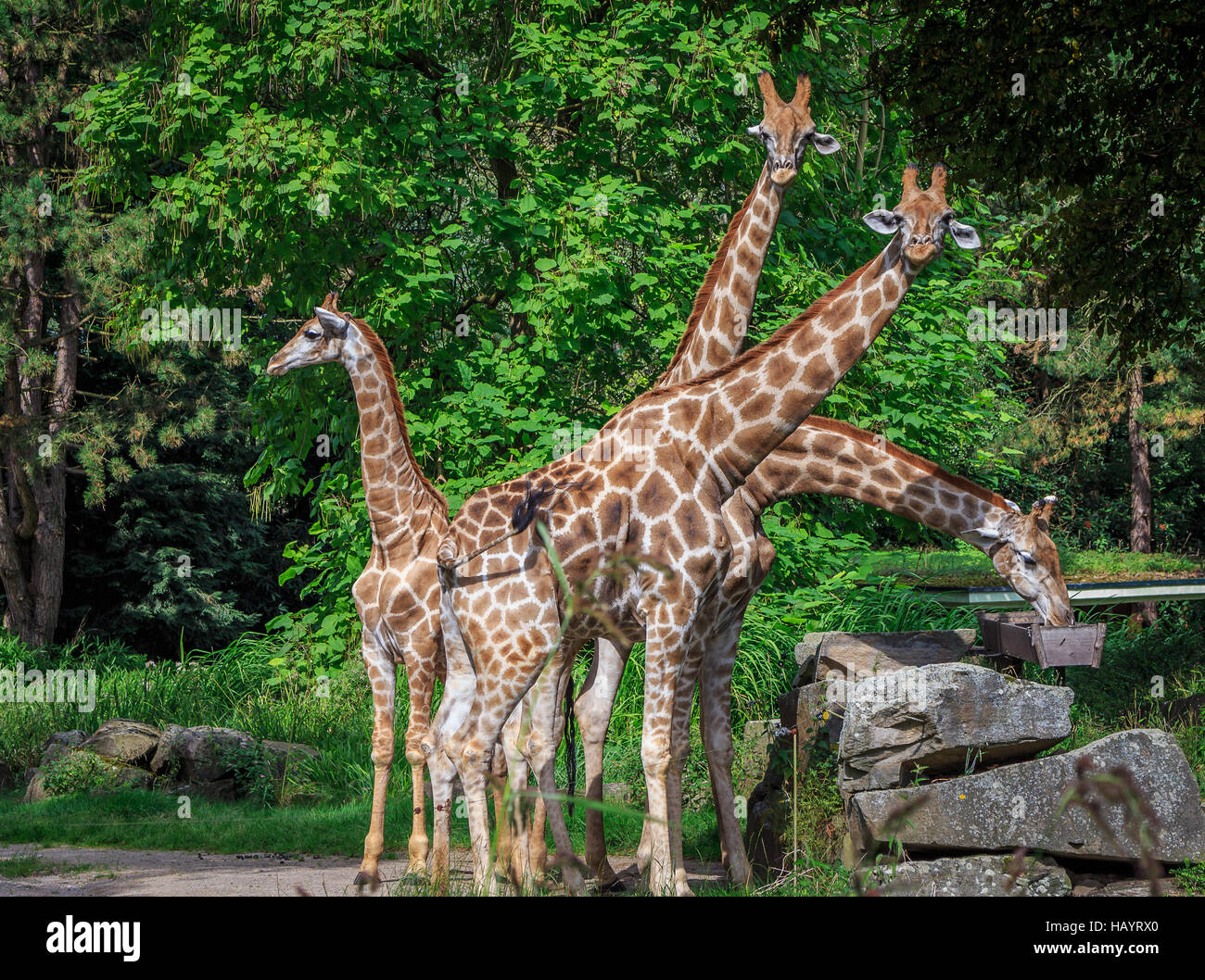 Four giraffes positioned like a fan Stock Photo