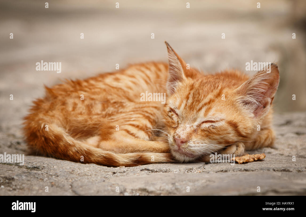 Abandoned little cat Stock Photo