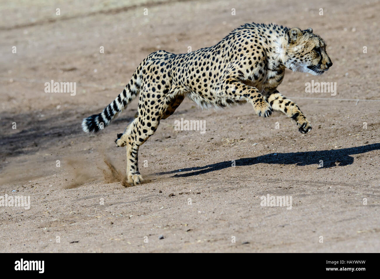Cheetah running at full speed Stock Photo
