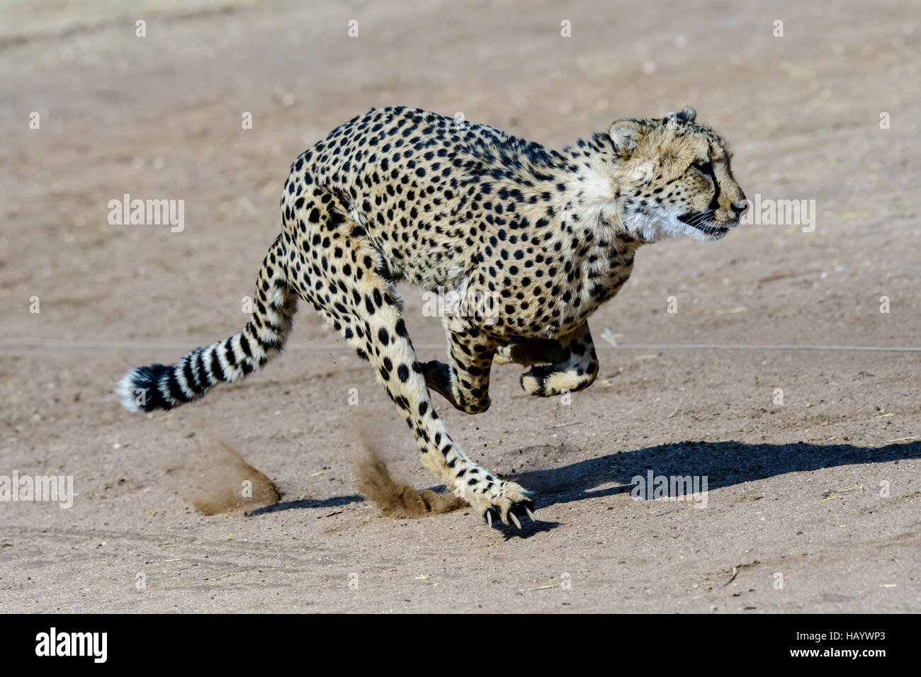 Speedy cheetah in full motion Stock Photo